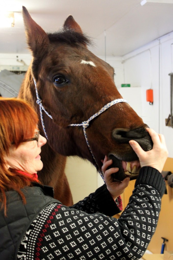 Munstatus kontrolleras. Foto och copyright Stig Nilsson
