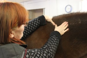 Foto och Copyright: Stig Nilsson