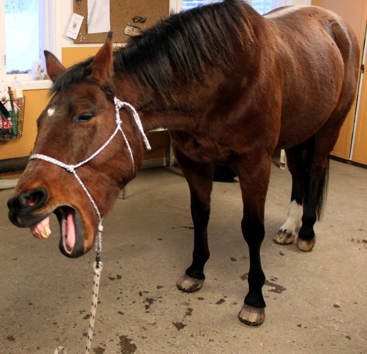Hästen bör få stå så fritt som möjligt under en ET behandling. Foto och copyright Stig Nilsson