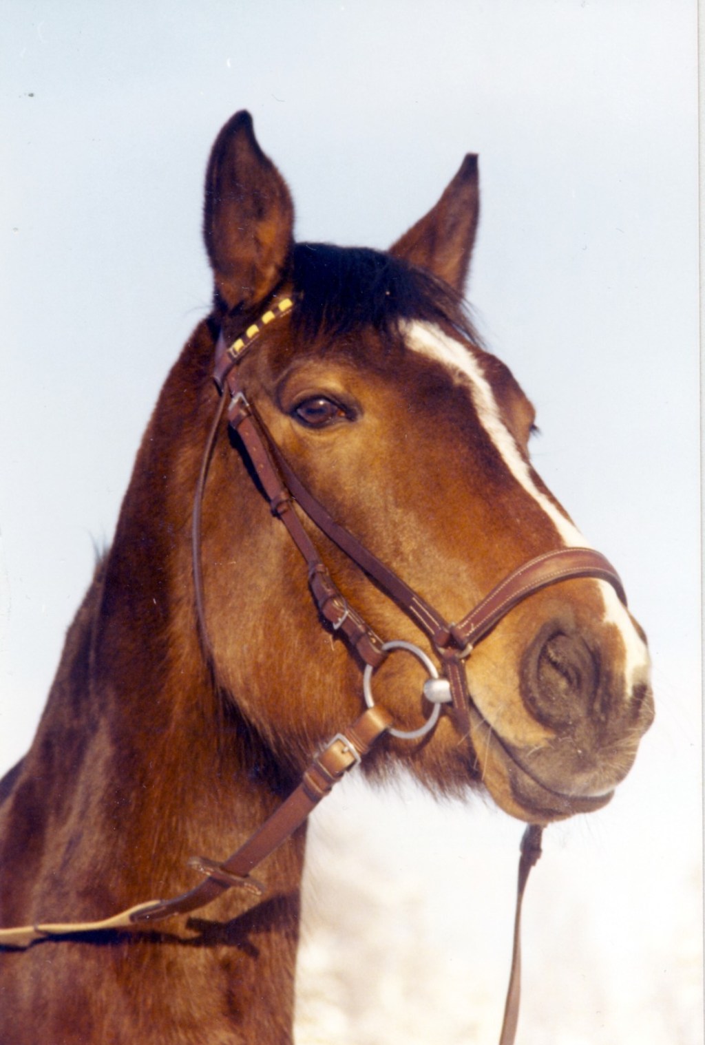 Fina Ylva vintern 76/77