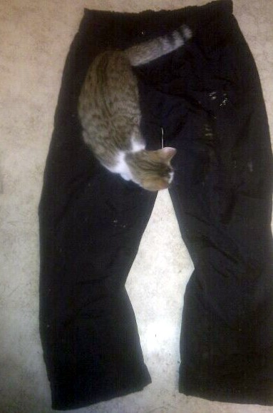 Täckbyxor urblekta med färgfläckar och katt. 