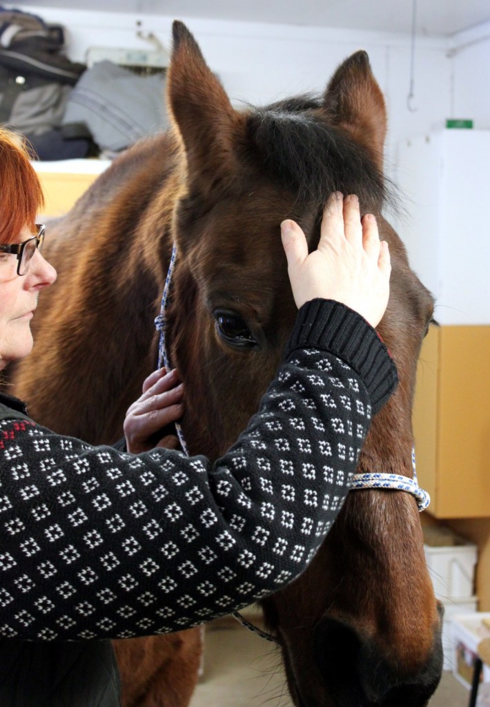 Huvudet palperas. Foto och Copyright Stig Nilsson