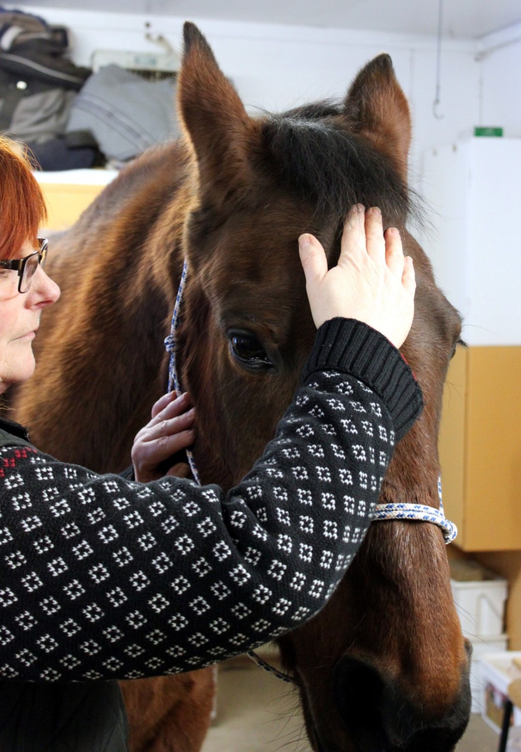 Huvudet palperas. Foto och Copyright Stig Nilsson