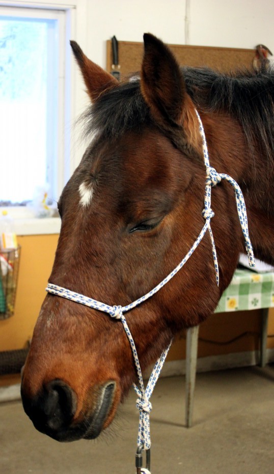 Hästen processar under en ET session. Foto och copyright Stig Nilsson