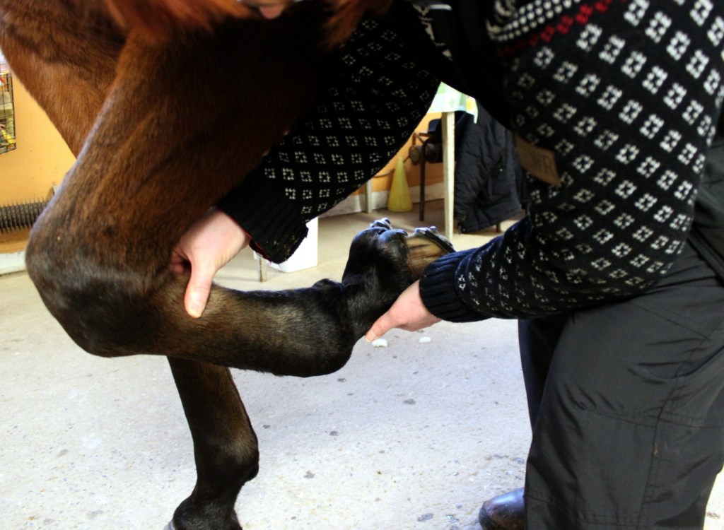 Ben och leder kontrolleras. Foto och Copyright Stig Nilsson 