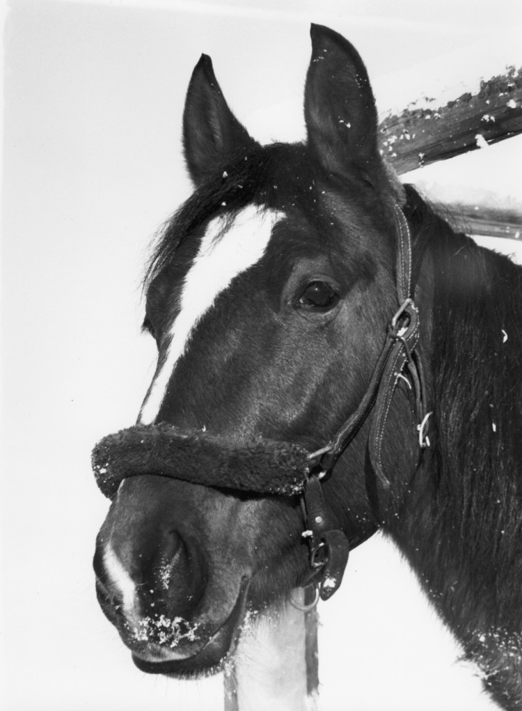 Min första häst Lonius. Amerikansk varmblodstravare f. 71
