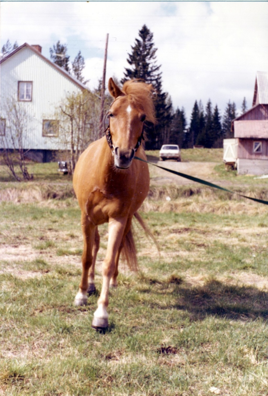 Nicke. Gotlandsruss. Långvattnet våren 1977 