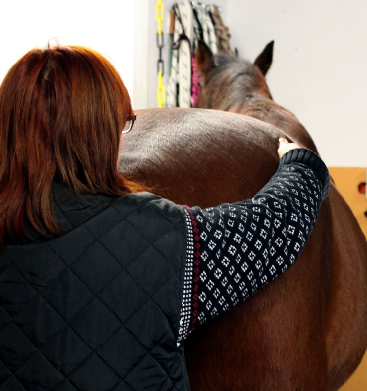 Hästens kroppshalvor jämförs. Foto och copyright Stig Nilsson