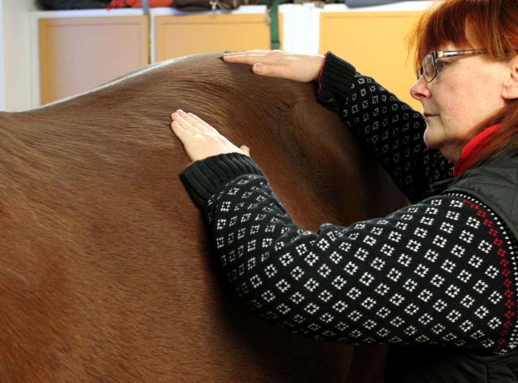 Hela kroppen palperas. Foto och copyright Stig Nilsson